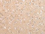 C15orf40 Antibody in Immunohistochemistry (Paraffin) (IHC (P))