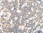 CNTNAP1 Antibody in Immunohistochemistry (Paraffin) (IHC (P))