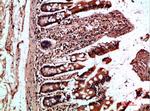 Oncostatin M Antibody in Immunohistochemistry (Paraffin) (IHC (P))