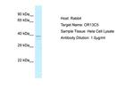 OR13C5 Antibody in Western Blot (WB)