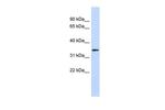 OR13C5 Antibody in Western Blot (WB)