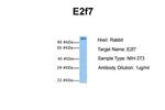 E2F7 Antibody in Western Blot (WB)