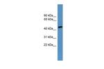 ELK3 Antibody in Western Blot (WB)