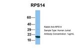 RPS14 Antibody in Western Blot (WB)