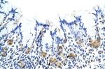 CSH1 Antibody in Immunohistochemistry (Paraffin) (IHC (P))