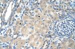 SLC13A3 Antibody in Immunohistochemistry (Paraffin) (IHC (P))