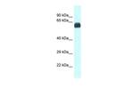 UAP1 Antibody in Western Blot (WB)