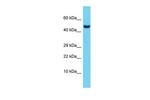 RBPJ Antibody in Western Blot (WB)