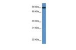 LOXL2 Antibody in Western Blot (WB)