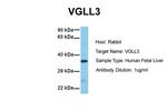 VGLL3 Antibody in Western Blot (WB)