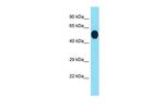 Rtp3 Antibody in Western Blot (WB)