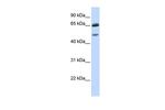 GABRG2 Antibody in Western Blot (WB)