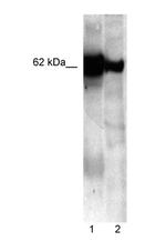 Nucleobindin 1 Antibody in Western Blot (WB)