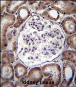 VPS54 Antibody in Immunohistochemistry (Paraffin) (IHC (P))