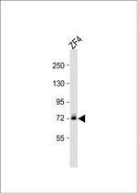 DLC Antibody in Western Blot (WB)