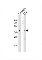 WNT8A Antibody in Western Blot (WB)