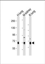 DLL4 Antibody in Western Blot (WB)