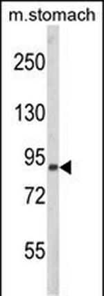 PARD3 Antibody in Western Blot (WB)