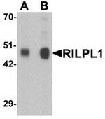RILPL1 Antibody in Western Blot (WB)