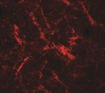 RUSC2 Antibody in Immunohistochemistry (Paraffin) (IHC (P))