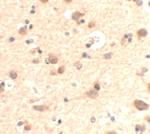 RUSC2 Antibody in Immunohistochemistry (Paraffin) (IHC (P))