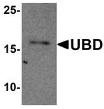 UBD Antibody in Western Blot (WB)