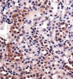 HMOX1 Antibody in Immunohistochemistry (Paraffin) (IHC (P))