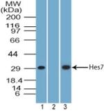 HES7 Antibody in Western Blot (WB)