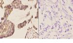 NCBP2 Antibody in Immunohistochemistry (Paraffin) (IHC (P))