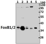 FOXB1/FOXB2 Antibody in Western Blot (WB)