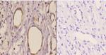 TANK Antibody in Immunohistochemistry (Paraffin) (IHC (P))