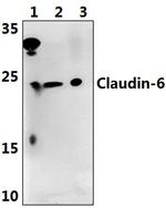 Claudin 6 Antibody in Western Blot (WB)