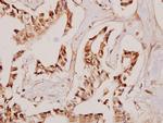 EFEMP2 Antibody in Immunohistochemistry (Paraffin) (IHC (P))