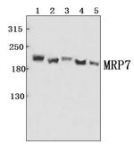 MRP7 Antibody in Western Blot (WB)