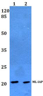 Livin Antibody in Western Blot (WB)