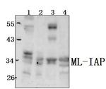 Livin Antibody in Western Blot (WB)