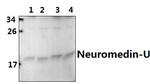 Neuromedin U-8 Antibody in Western Blot (WB)