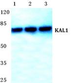 KAL1 Antibody in Western Blot (WB)