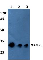 MRPL28 Antibody in Western Blot (WB)