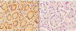 Angiopoietin 4 Antibody in Immunohistochemistry (Paraffin) (IHC (P))