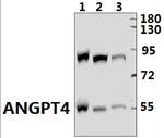 Angiopoietin 4 Antibody in Western Blot (WB)