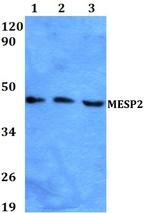 MESP2 Antibody in Western Blot (WB)