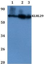 KLHL29 Antibody in Western Blot (WB)