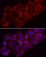 HMOX1 Antibody in Immunocytochemistry (ICC/IF)