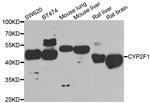 CYP2F1 Antibody in Western Blot (WB)