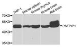 PSTPIP1 Antibody in Western Blot (WB)