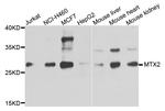 MTX2 Antibody in Western Blot (WB)