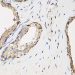 METTL7A Antibody in Immunohistochemistry (Paraffin) (IHC (P))