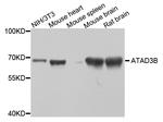 ATAD3B Antibody in Western Blot (WB)