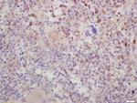 DSPP Antibody in Immunohistochemistry (Paraffin) (IHC (P))